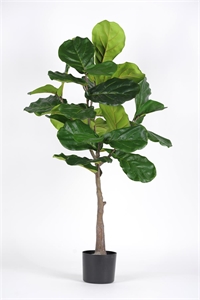 Pflanze, im Topf - Ficus Lyrata H110cm, grün