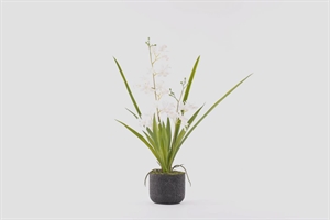 Cymbidium mini, Orchidee mit Scholle H53cm, weiss