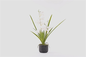 Cymbidium mini, Orchidee mit Scholle H53cm, weiss Cymbidium mini, Orchidee mit Scholle H53cm, weiss