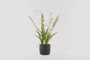 Cymbidium mini, Orchidee mit Scholle H65cm, weiss