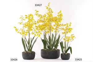 Oncidium, Orchidee mit Scholle H56cm, gelb