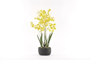 Oncidium, Orchidee mit Scholle H70cm, gelb