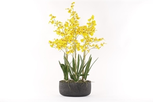 Oncidium, Orchidee mit Scholle H83cm, gelb