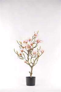 Magnolia, Baum im Topf H90cm, rosa/weiss