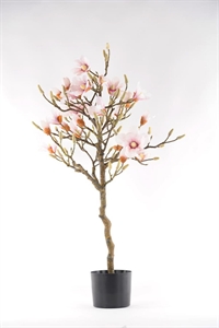 Magnolia, Baum im Topf H110cm, rosa/weiss