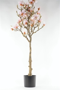 Magnolia, Baum im Topf H150cm, rosa/weiss