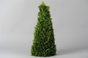 Deko Baum, Thuja smaragd H56cm, grün