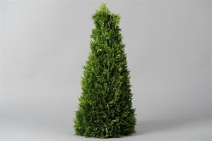 Deko Baum, Thuja smaragd H56cm, grün Deko Baum, Thuja smaragd H56cm, grün