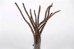 Bananenstiel, L35~40cm - VE10, dunkel Bananenstiel, L35~40cm - VE10, dunkel