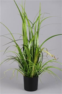Schilf dekorativ - 80cm, grün Schilf dekorativ - 80cm, grün