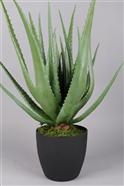 Zierpflanze, Aloe Vera - 60cm, grün Zierpflanze, Aloe Vera - 60cm, grün