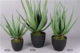 Zierpflanze, Aloe Vera - 70cm, grün Zierpflanze, Aloe Vera - 70cm, grün