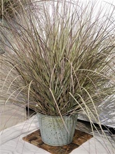 Gras dekorativ, in Zinkeimer 86cm, grün Gras dekorativ, in Zinkeimer 86cm, grün