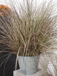 Gras dekorativ, in Zinkeimer 114cm, grün Gras dekorativ, in Zinkeimer 114cm, grün
