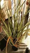 Schilf, zweifarbig 81cm, grün Schilf, zweifarbig 81cm, grün