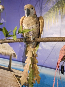 Papagei, auf Zweig H38cm, grün