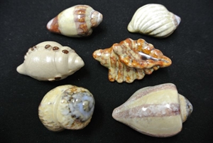 Deco, Muschelsortiment 6-fach sort, braun Deco, Muschelsortiment 6-fach sort, braun