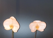 Orchideen-Töpfe