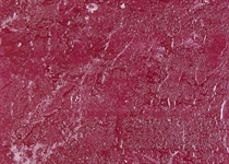 Colour 64 grapejuice*