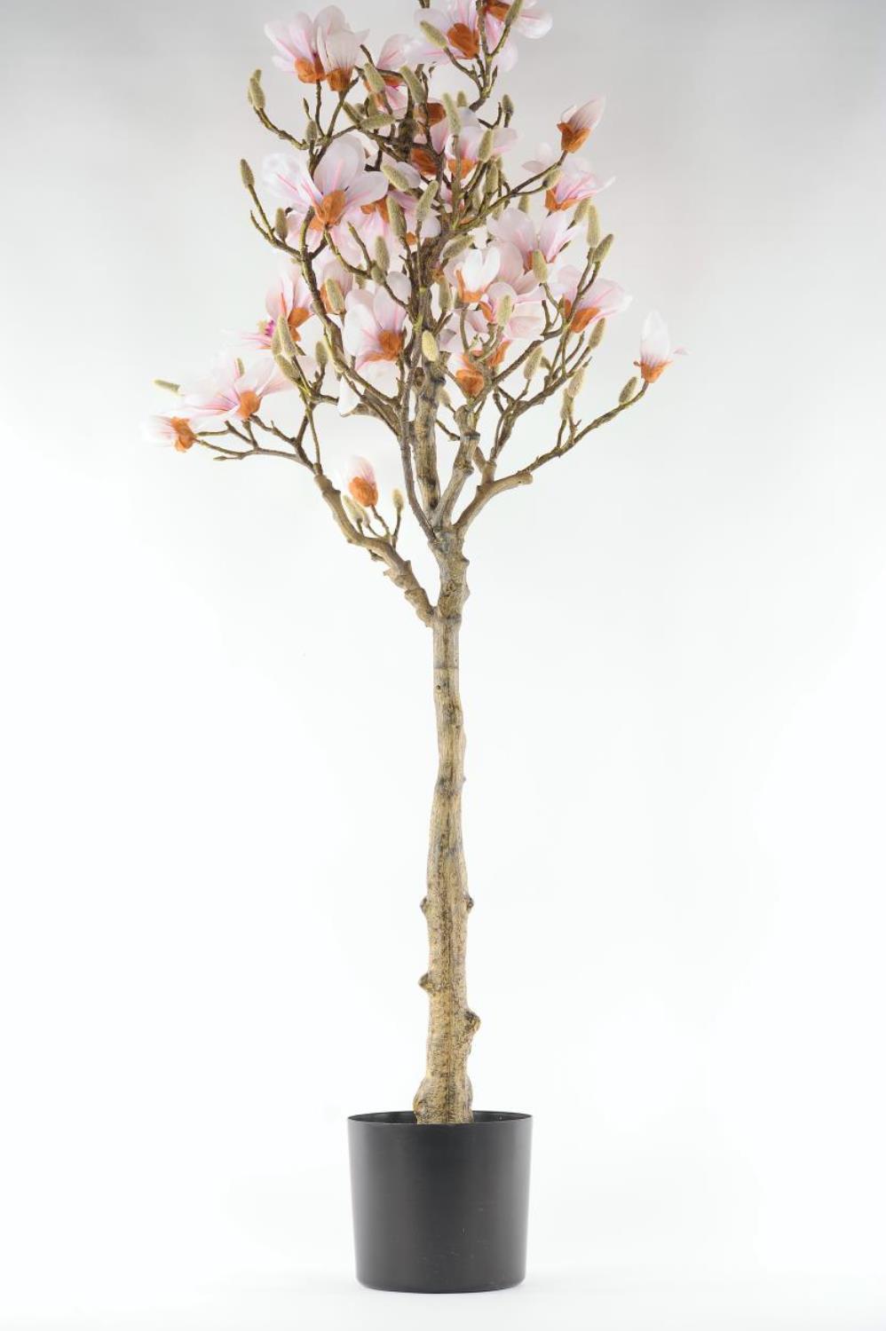 Magnolia, Baum im Topf H150cm, rosa/weiss